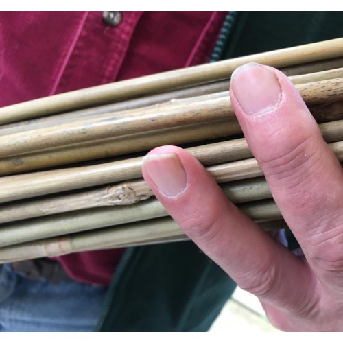 6ft Extra thick Bamboo Canes Packs of 50 | ScotPlants Direct